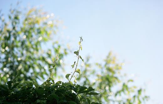 茶的句子经典语录