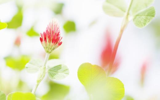 植树节句子大全 植树节好句好段大全