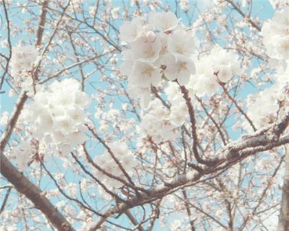 38妇女节祝福语妈妈 三八节简短祝福语