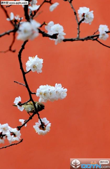 元旦节贺卡祝福语父母 贺卡圣诞节元旦节的祝福语(48条)