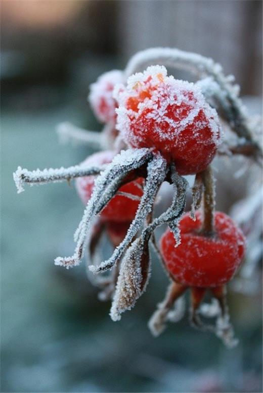 听听雪的声音好词好句好段